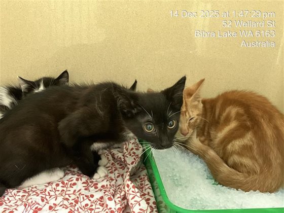 Black and White  Cat, impounded 14 December 2025