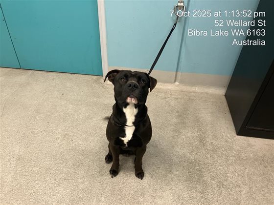 Black and White  Dog, impounded 07 October 2025