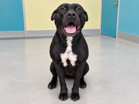 Black and White  Dog, impounded 21 September 2026