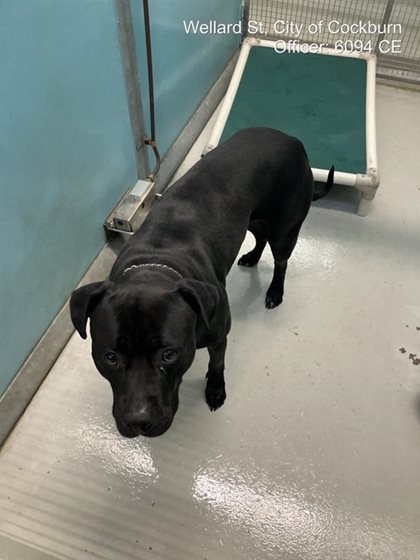 Black and White  Dog, impounded 21 September 2026