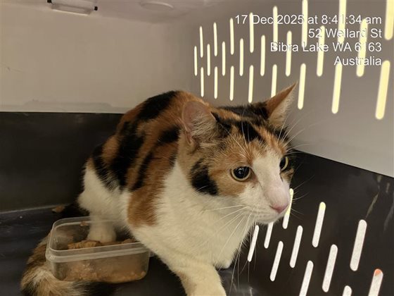Tri-Colour  Cat, impounded 17 December 2025