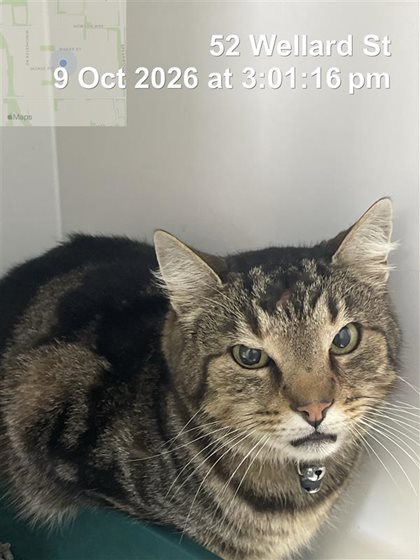 Other  Cat, impounded 09 October 2026