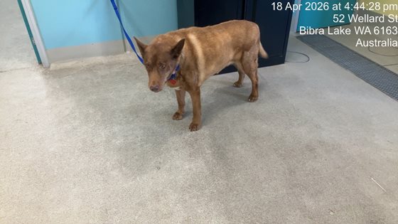 Tan  Dog, impounded 18 April 2026