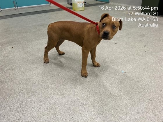 Tan  Dog, impounded 16 April 2026