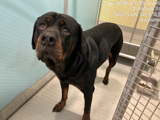 Black and Tan  Dog, impounded 31 January 2026