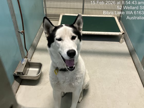 Black and White  Dog, impounded 15 February 2026