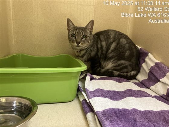 Other  Cat, impounded 10 May 2025