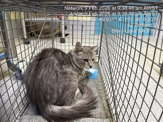 Grey  Cat, impounded 09 February 2026