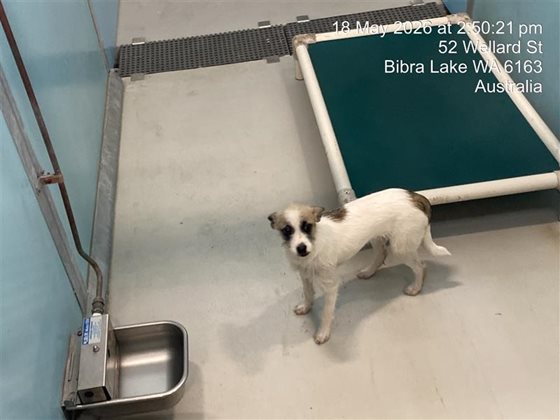 White and Black  Dog, impounded 18 May 2026
