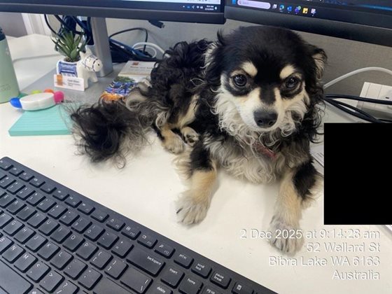 Black and White  Dog, impounded 02 December 2025