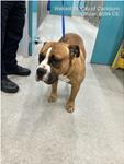 Tan  Dog, impounded 01 September 2026