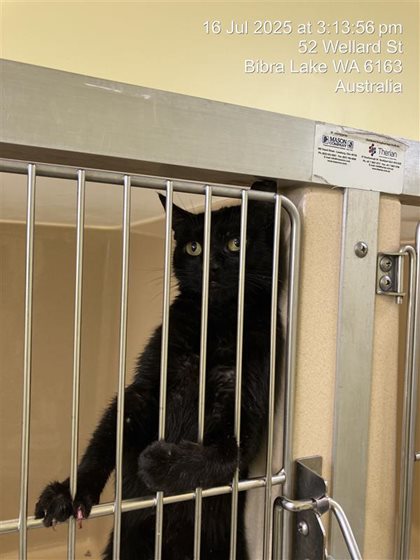 Black  Cat, impounded 16 July 2025