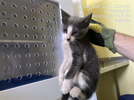 Grey  Cat, impounded 16 December 2025