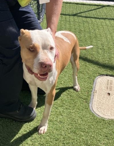 Tan and White  Dog, impounded 30 March 2026