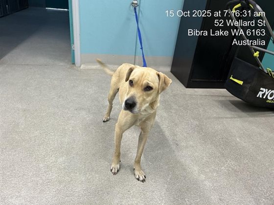 Cream  Dog, impounded 15 October 2025