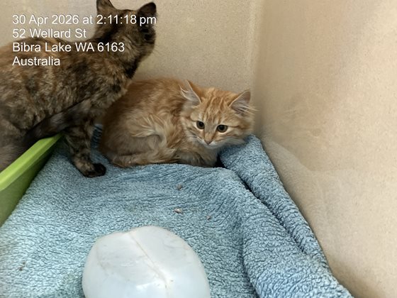 Ginger  Cat, impounded 30 April 2026