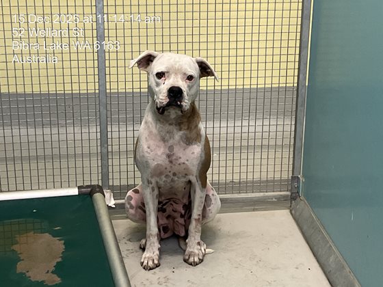 Tan and White  Dog, impounded 15 December 2025