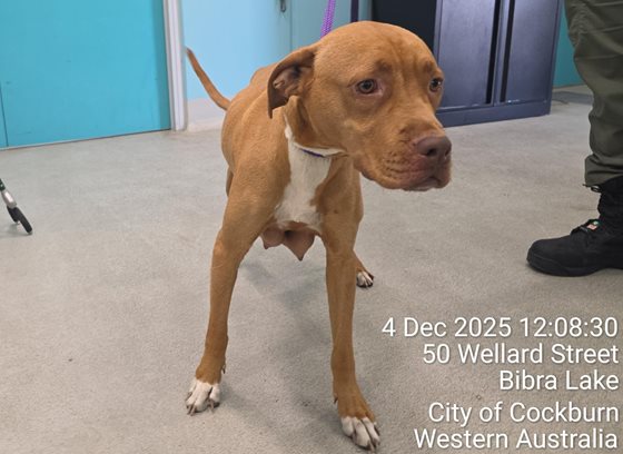 Tan and White  Dog, impounded 04 December 2025