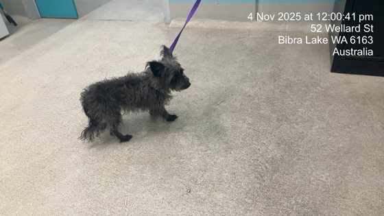 Black  Dog, impounded 04 November 2025