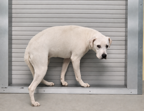 White  Dog, impounded 22 May 2026