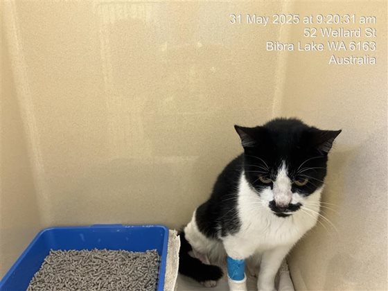 Black and White  Cat, impounded 31 May 2025
