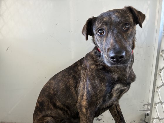 Brindle  Dog, impounded 22 July 2026