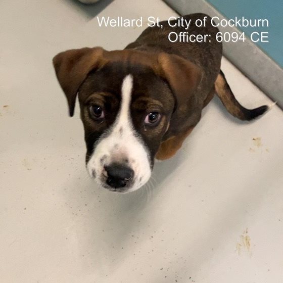 Other  Dog, impounded 02 August 2026