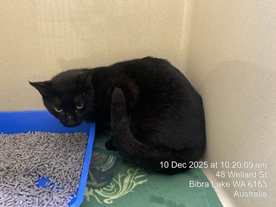 Black  Cat, impounded 10 December 2025
