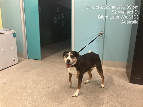 Tri-Colour  Dog, impounded 31 October 2025