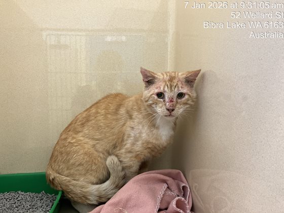 Ginger & White  Cat, impounded 07 January 2026