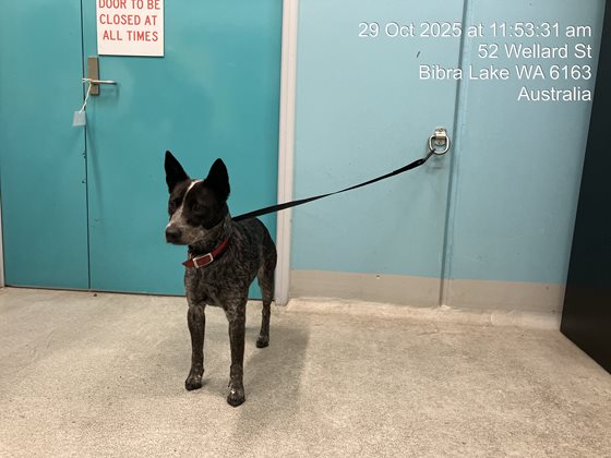 Black and Silver  Dog, impounded 29 October 2025