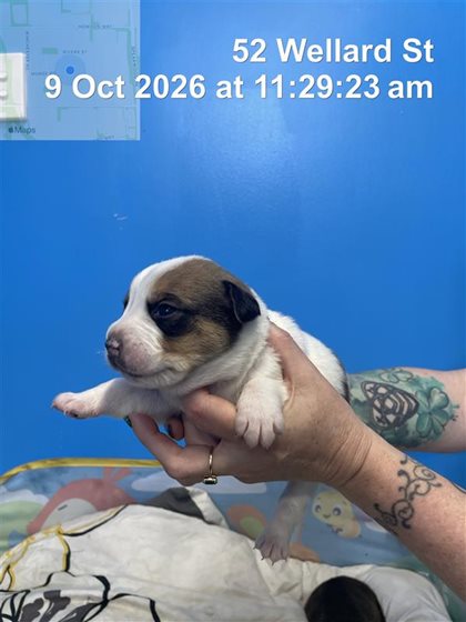 Other  Dog, impounded 09 October 2026