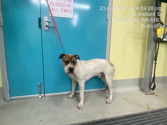 Brown and White  Dog, impounded 23 August 2026