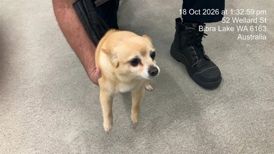 Cream  Dog, impounded 18 October 2026