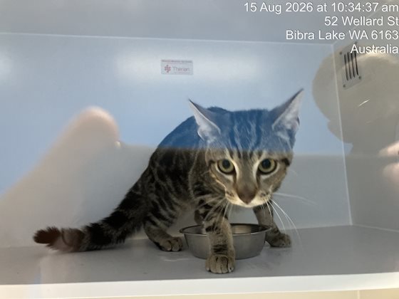Other  Cat, impounded 15 August 2026