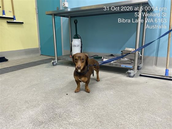 Chocolate  Dog, impounded 31 October 2026