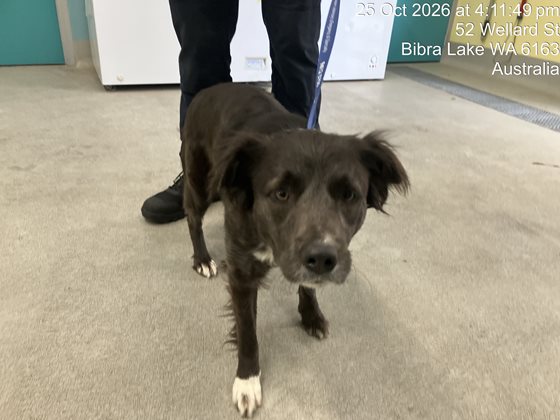 Black and White  Dog, impounded 25 October 2026
