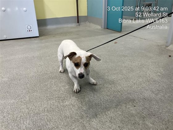 Tan and White  Dog, impounded 03 October 2025