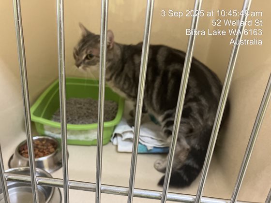 Tabby  Cat, impounded 03 September 2025