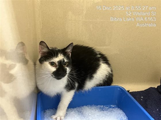 White and Black  Cat, impounded 16 December 2025