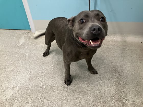 Blue  Dog, impounded 15 December 2025