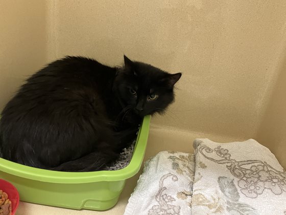 Black  Cat, impounded 05 May 2025