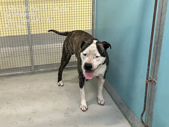 Brindle and White  Dog, impounded 15 December 2025