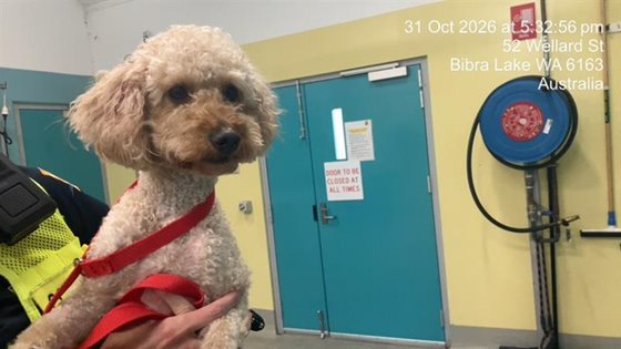 Beige  Dog, impounded 31 October 2026