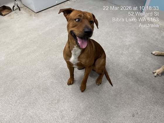 Tan  Dog, impounded 22 March 2026