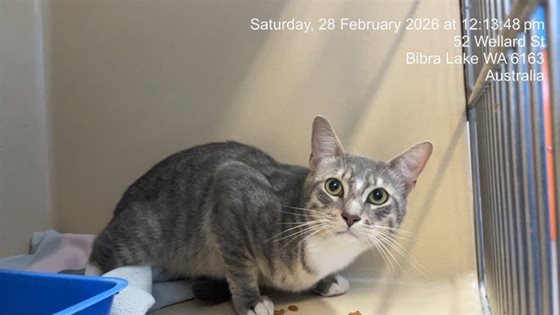 Other  Cat, impounded 28 February 2026