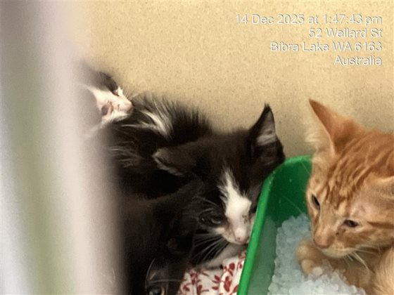 Black and Tan  Cat, impounded 14 December 2025