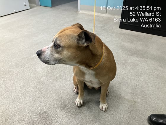 Tan and White  Dog, impounded 18 October 2025