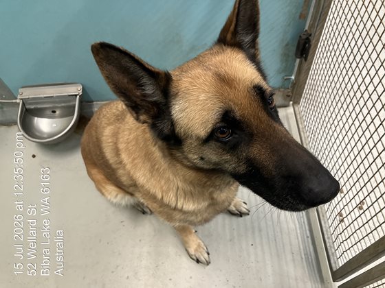 Black and Tan  Dog, impounded 14 July 2026
