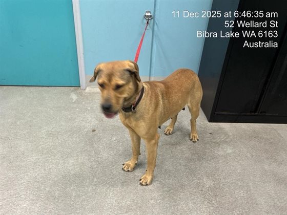 Other  Dog, impounded 11 December 2025